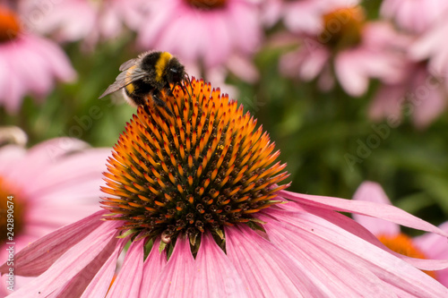 Wallpaper Mural Hummel auf der Blüte einer Echinacea purpurea Torontodigital.ca