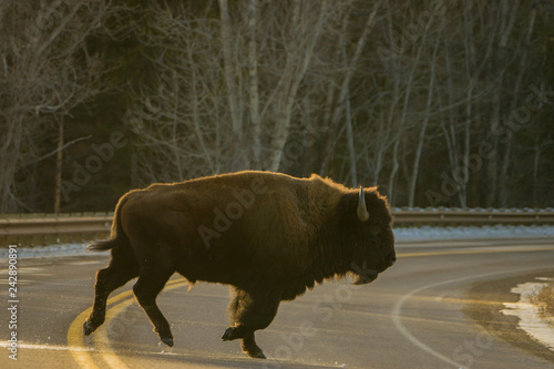 Why Did the Bison Cross the Road
