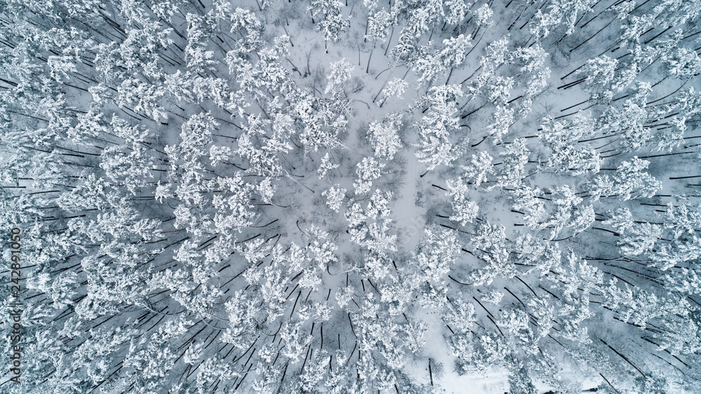 Fototapeta premium Aerial view of snow-covered tops of pines. Top view