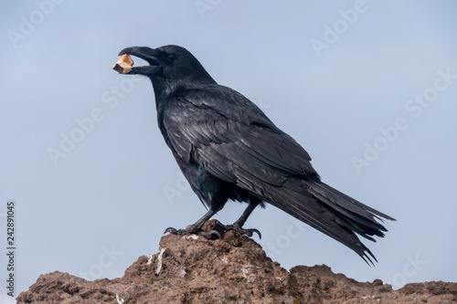 Roque de los Muchachos - Corvus corax - Kolrabe mit Futter im Maul  © lavillia