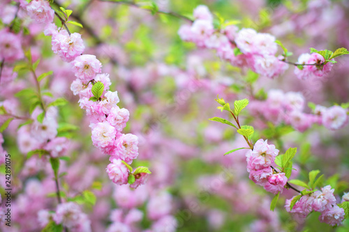 Pink cherry blossoms in the garden of Japan. Horizontal photography, macro © borislav15