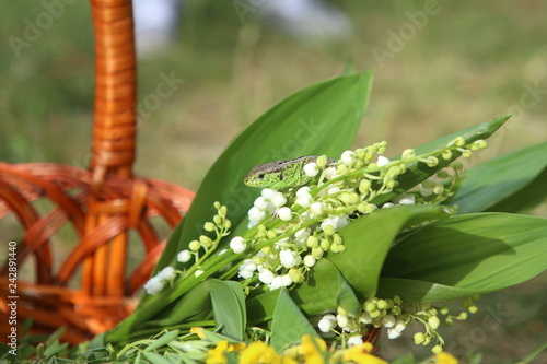 lilies valley woods lizard animals reptile tail photo