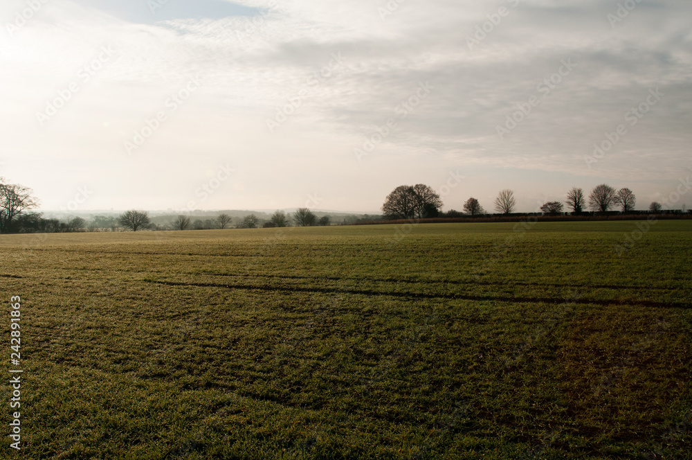 Green field with trees