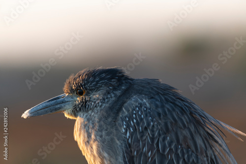 Bird Yellow Crowned Night Heron