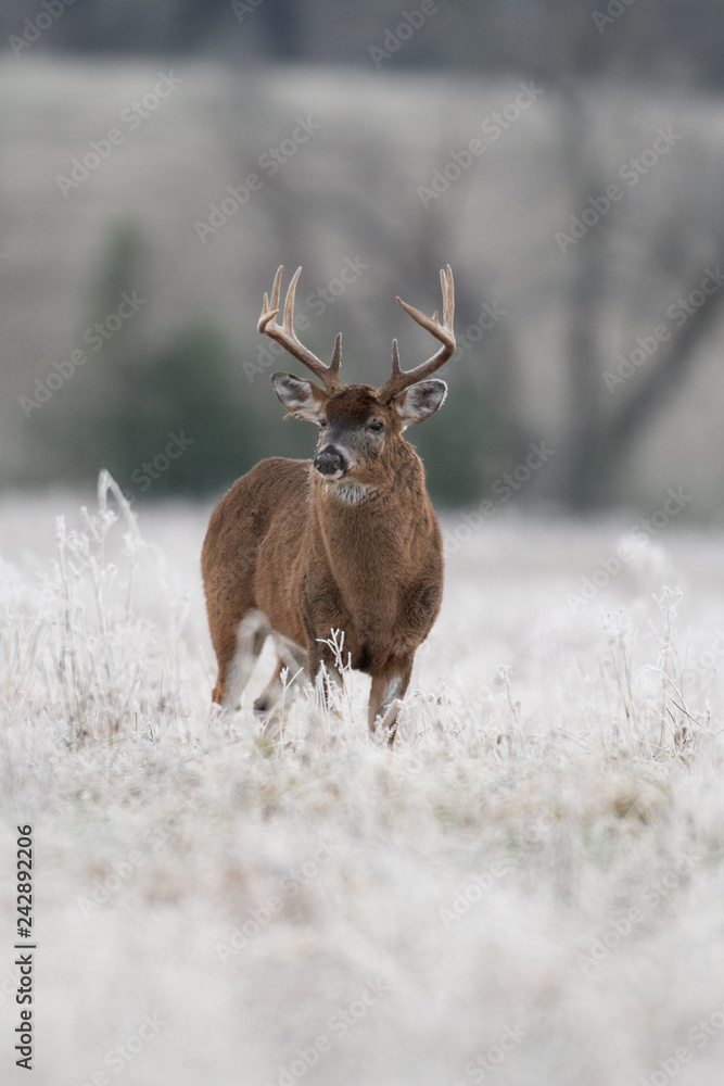 White-tailed deer buck in frost covered field White-tailed deer buck in frost covered field