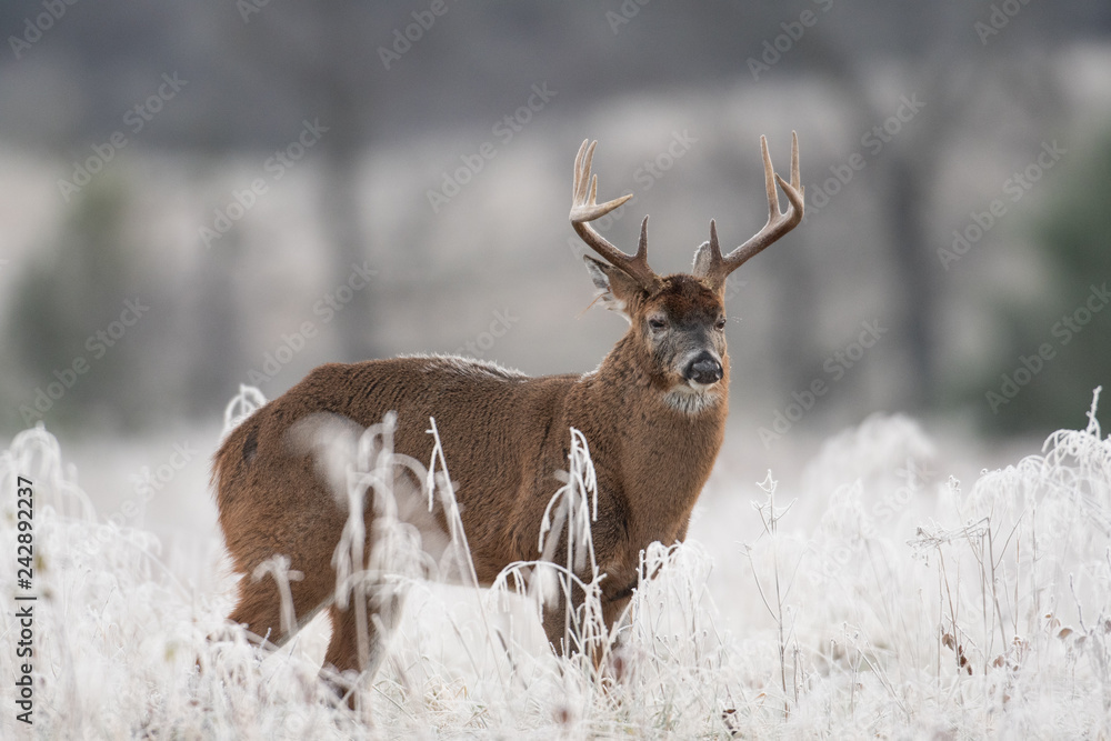 White-tailed deer buck in frost covered field White-tailed deer buck in frost covered field