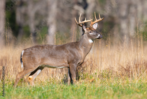 Fototapeta Naklejka Na Ścianę i Meble -  White-tailed deer buck in open meadow