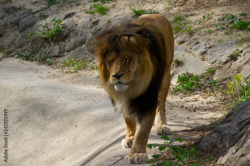 Lion walking 
