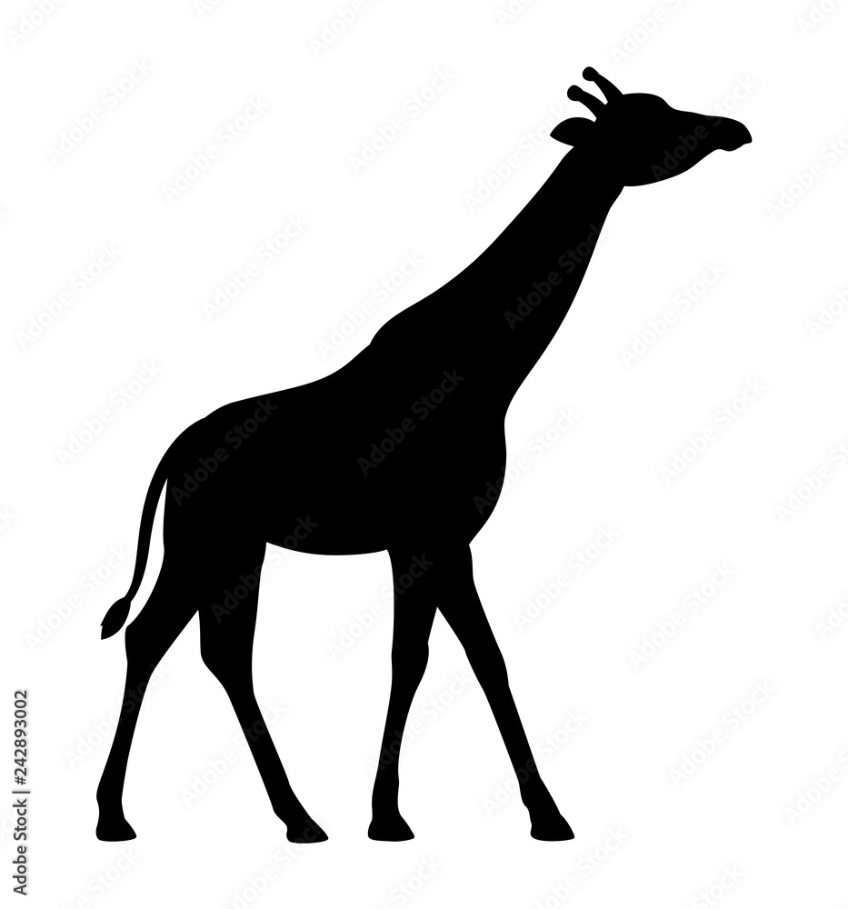 Silhouette giraffe icon isolated white background side view profile vector Silhouette giraffe icon isolated white background side view profile vector