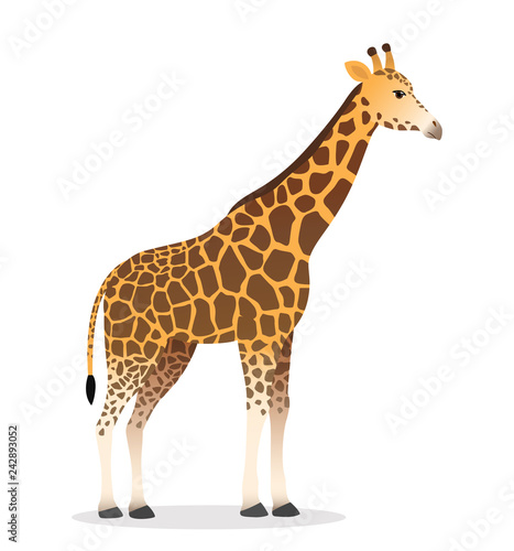 Giraffe realistic african animal wildlife vector illustration icon isolated on white vector 