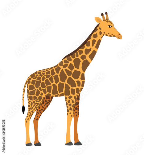 Cute giraffe vector illustration isolated on white