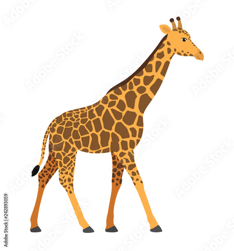 Giraffe in a cartoon flat style on white background vector