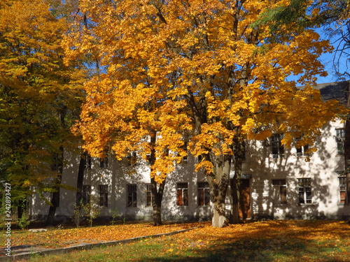 autumn in the park