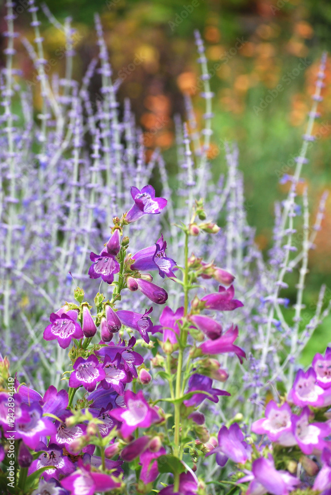 Obraz premium Penstemon