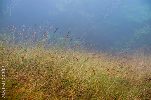 grass in the mist