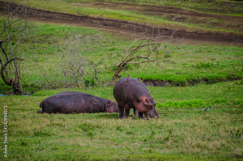 hippopotamus in ngorongoro