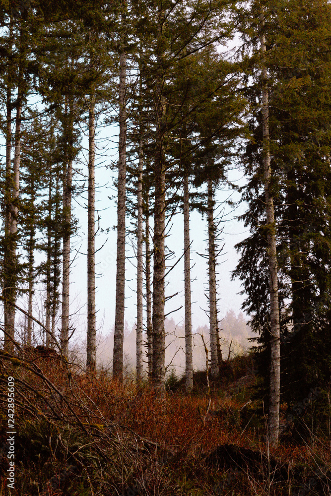 Fototapeta premium Tree sight