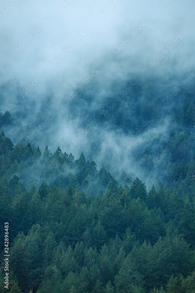 fog misty tree layers background texture