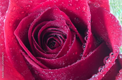 Fototapeta Naklejka Na Ścianę i Meble -  closeup of rose with dew drops