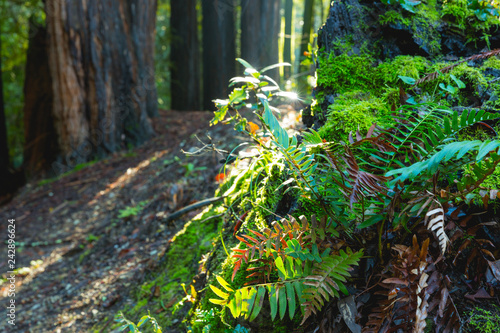ferns and redwoods along a forest path backlight and rimlight with vivid colors