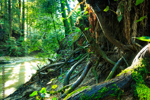 rim lit forest roots along a stream