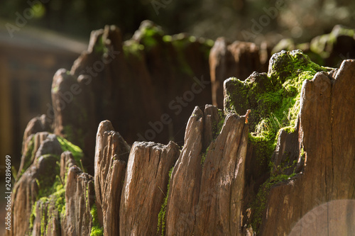 redwood tree stump with mist and moss room for text