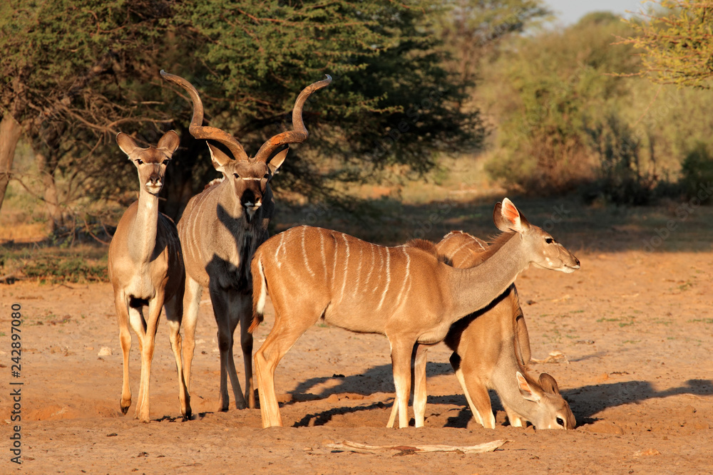Kudu antelopes (Tragelaphus strepsiceros) in natural habitat, South Africa. Kudu antelopes (Tragelaphus strepsiceros) in natural habitat, South Africa.