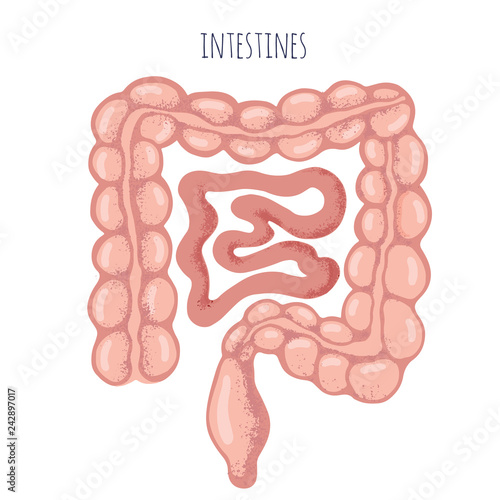 Human intestines anatomy vector illustration. Organs for surgeries and transplantation. Isolated on white background, hand-drawn style, medical icon.