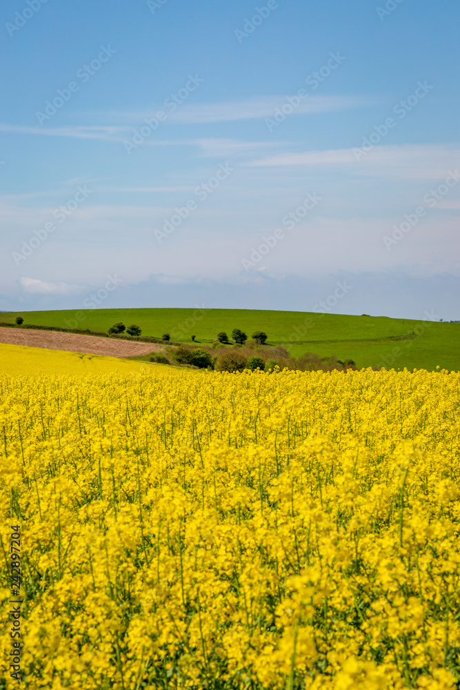A Canola Field in Sussex during Spring