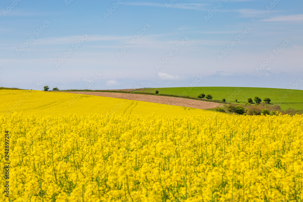 A Spring Sussex Farm Landscape with Canola/Rapeseed Fields