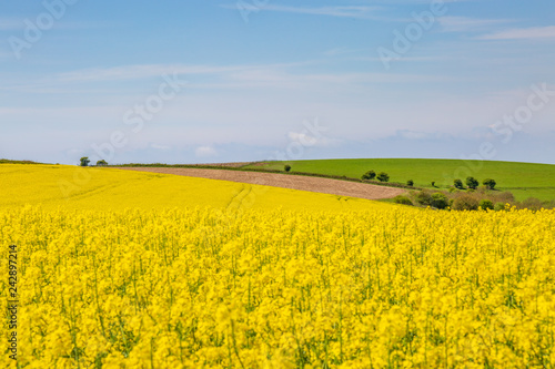 A Spring Sussex Farm Landscape with Canola/Rapeseed Fields