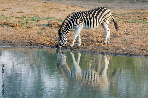 A plains zebra (Equus burchelli) drinking water, Mkuze game reserve, South Africa.
