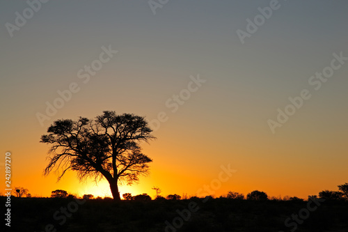 Sunset with silhouetted African thorn tree  Kalahari desert  South Africa.