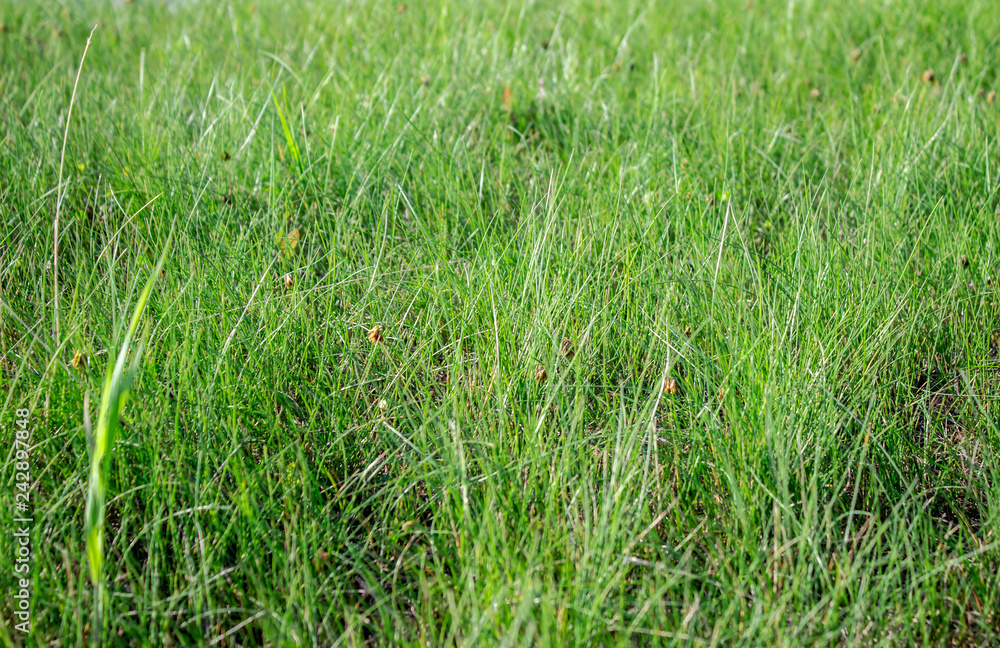 Green grass close up Green grass close up