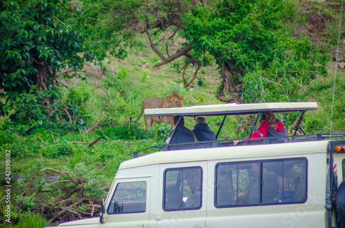 lion being watched from safari vehicle in ngorongoro