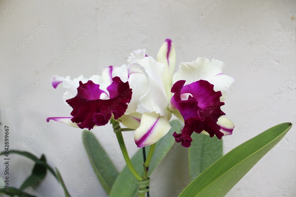 Orquídeas Cattleya branca. Stock Photo | Adobe Stock