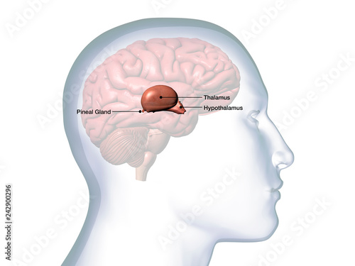  Profile of Male Head with Thalamus Brain Anatomy Labeled photo