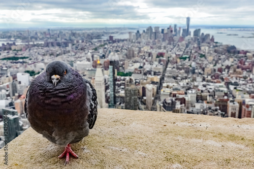 Photography Pigeon at the roof of the Empire state building, New York City, United States