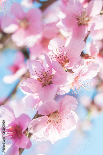 blooming peaches pink flowers macro © Irina Sokolovskaya