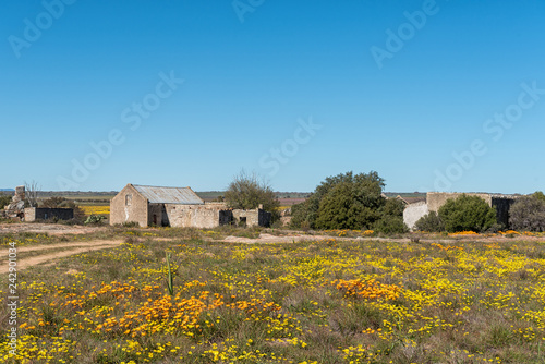 Historic ruins between wildflowers at Groenrivier near Nieuwoudtville photo