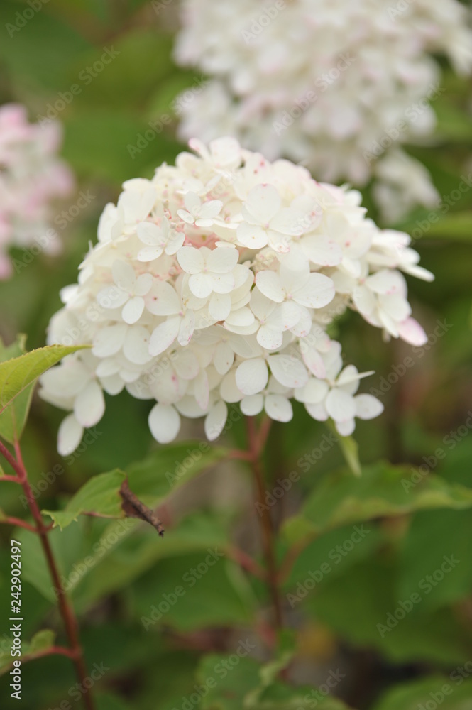Hydrangea Vanille Fraise