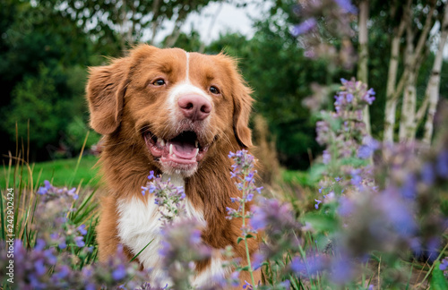 Obraz na płótnie Lachender Hund und lila Blumen