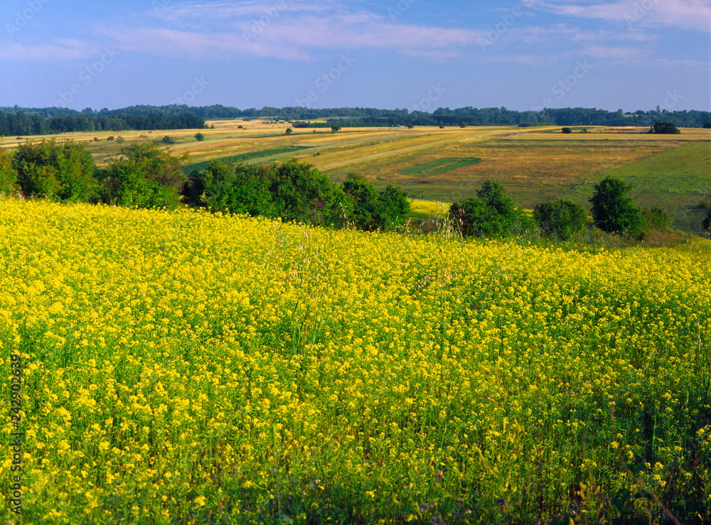 field of rape near the Kazimirez Dolny and Mecmierz, Poland