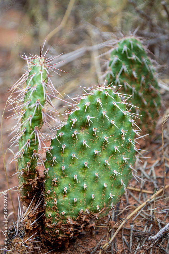 Spiny Cactus Plant in the desert Spiny Cactus Plant in the desert
