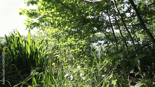 180° panoramic view on vegetation