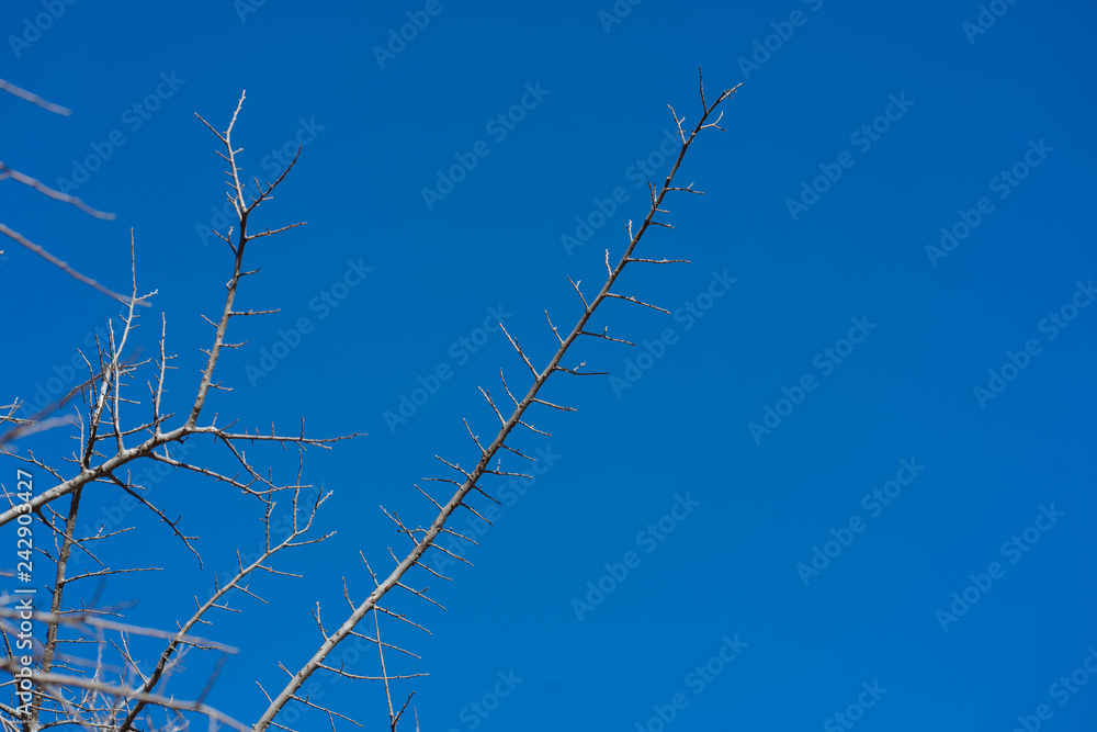 branches of tree against blue sky branches of tree against blue sky