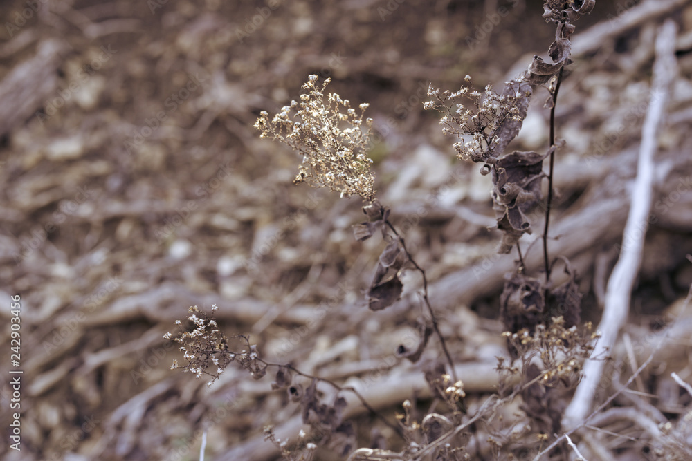 Dry grass in texas forest in january afternoon Dry grass in texas forest in january afternoon