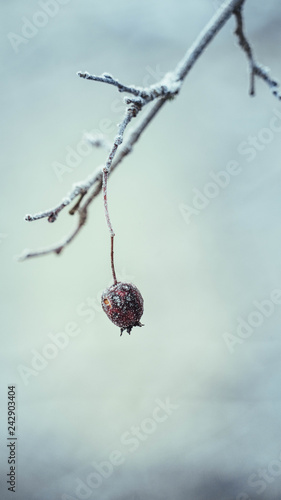 Blackthorn | Schlehe photo