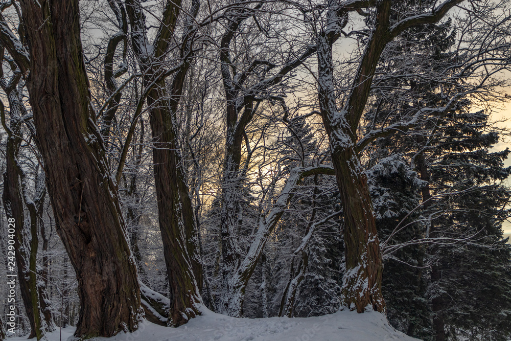 Winter in the Aviator Park in Krakow, Poland Winter in the Aviator Park in Krakow, Poland