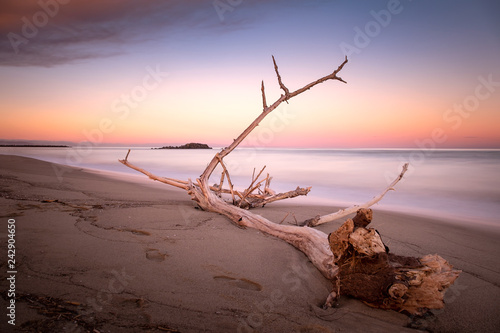 Wood branch on a sandy beach